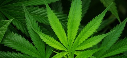 cannabis-sativa-leaf