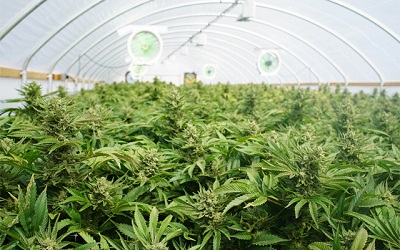 commercial-cannabis-crop