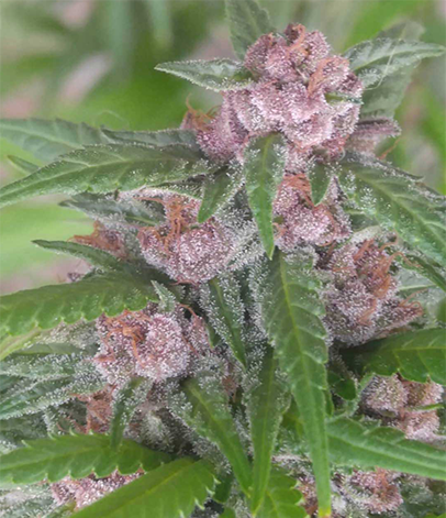 14 Helpful Tips For Growing Impressive Panama Red Strain Seeds