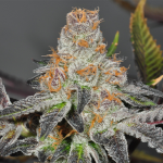 title-image-girl-scout-cookies-strain
