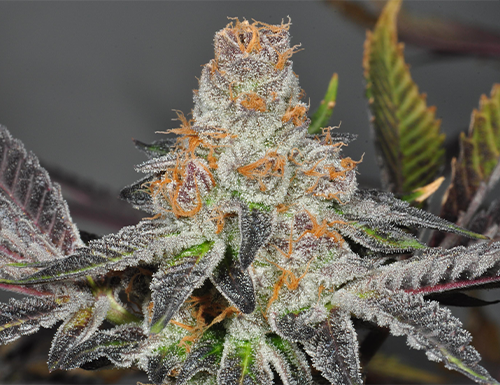 title-image-girl-scout-cookies-strain