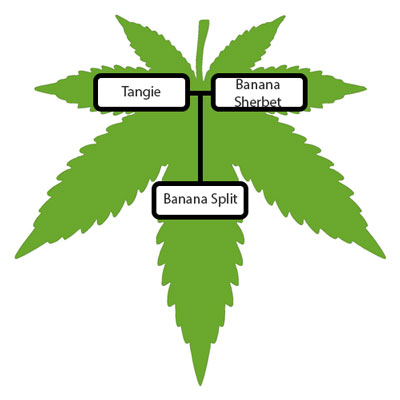 Banana-Split-Strain-Lineage-Tree