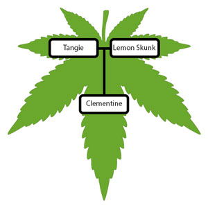 Surprising feminized cannabis Clementine - properties and review