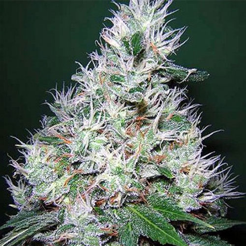 title-image-banana-split-strain