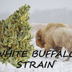 title-image-white-buffalo-strain