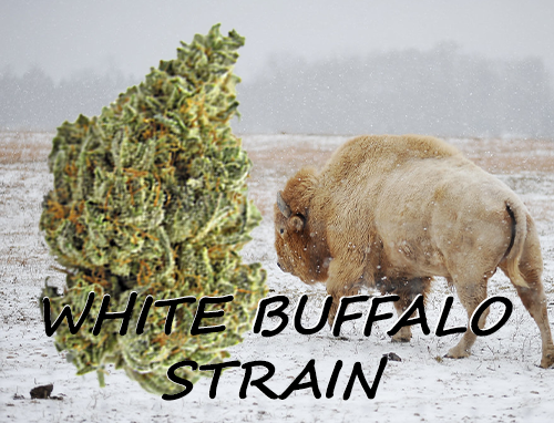 title-image-white-buffalo-strain