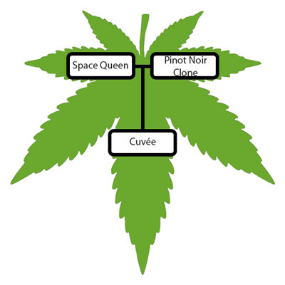 Cuvee-Strain-Lineage-Tree