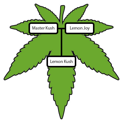 Lemon-Kush-Lineage-Tree