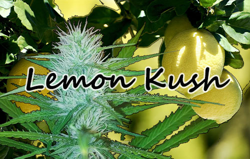 Title-image-lemon-kush