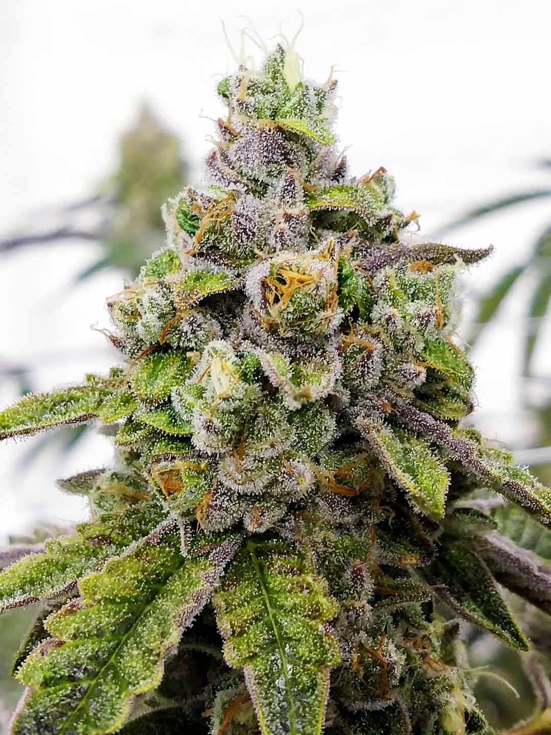 Do Si Dos Strain The Ultimate Guide Marijuana Science