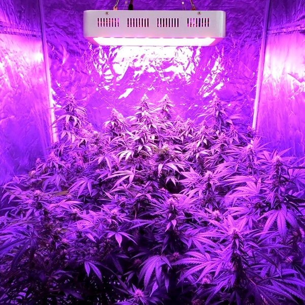 12 Best LED Grow Lights For Marijuana In 2021 Marijuana Science