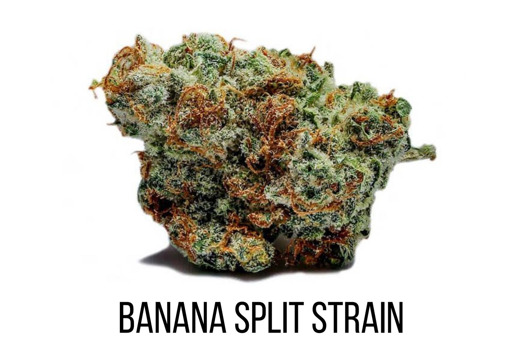 Strain Reviews - Marijuana Science