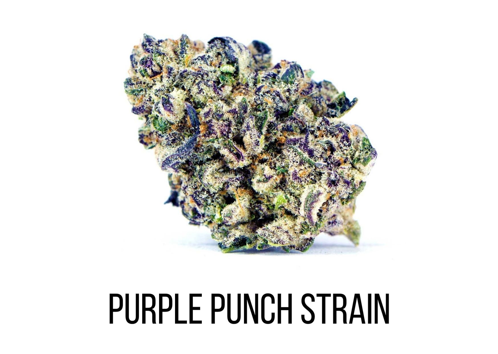 purple punch strain information